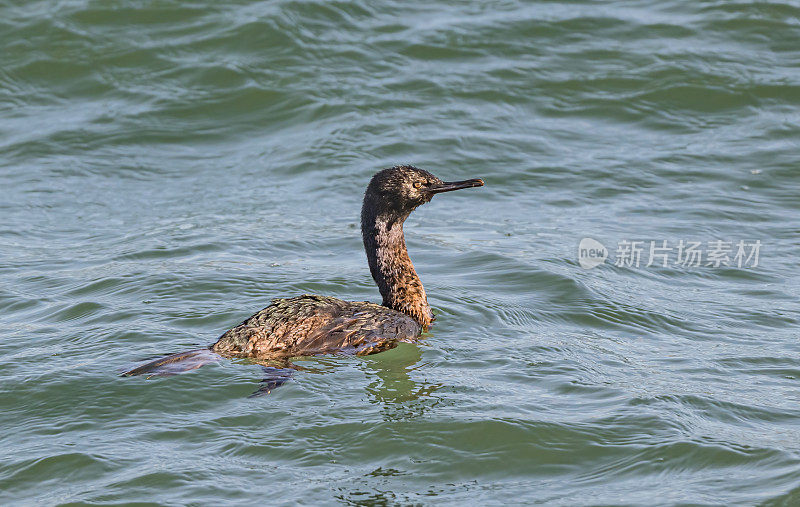 远海鸬鹚(Urile pelagicus)，也被称为贝尔德鸬鹚或紫绿鸬鹚，是鸬鹚科的一个小成员。博德加湾，索诺玛县。一只冬天游泳的雌性。